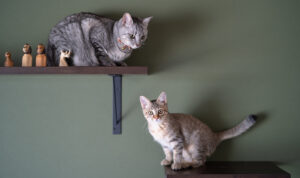 ジェイホーム施工事例#30「猫と暮らす平屋ベースの家」-猫たち